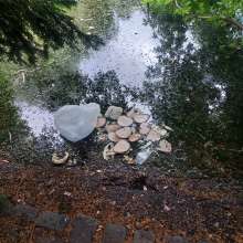 verschimmeltes Brot im Teich, sehr viel