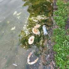 Brot und Müll im Teich 