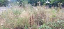 Bild zu gemeldetem Anliegen vom *2025-07-11 19:12:43