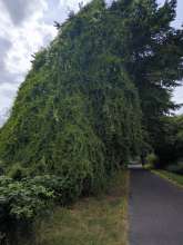 Bild zu gemeldetem Anliegen vom *2025-07-01 00:49:50