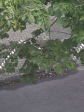 Bild zu gemeldetem Anliegen vom *2025-07-10 06:27:20