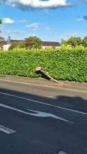 Bild zu gemeldetem Anliegen vom *2025-07-15 18:31:53