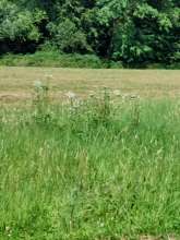 Bild zu gemeldetem Anliegen vom *2025-07-15 16:09:12