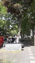 Bild zu gemeldetem Anliegen vom *2025-07-09 06:29:14