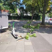 Abgebrochener, großer Ast ist auf den Bürgersteig gestürzt 