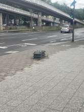 Bild zu gemeldetem Anliegen vom *2025-07-28 12:41:04