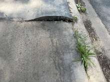 Auf dem Radweg hat sich der Asphalt hochgedrückt, es ist eine 6-8 cm hohe Kante entstanden