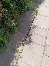 Bild zu gemeldetem Anliegen vom *2025-07-22 13:19:08