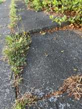 Der Platten Gehweg entlang der städt. Turnhalle besteht aus Platten. Eine Platte ragt ca 5 cm hoch, siehe Bild. Eine Frau ist hierüber heute schwer gestürzt.
