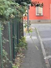 Bild zu gemeldetem Anliegen vom *2025-07-08 07:26:15