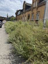 Wildwuchs und Unkraut auf Gehweg