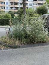 Bild zu gemeldetem Anliegen vom Vorgebirgsstrasse *2025-07-17 12:29:36