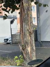 Bild zu gemeldetem Anliegen vom *2025-07-03 09:30:43