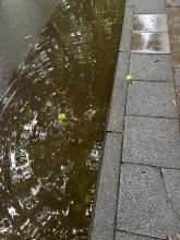 Bild zu gemeldetem Anliegen vom *2025-07-08 19:02:28