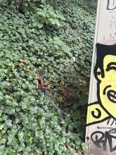 Bild zu gemeldetem Anliegen vom *2025-07-12 10:53:27