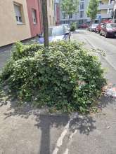 Bild zu gemeldetem Anliegen vom *2025-08-20 16:31:56