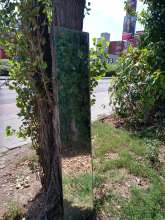 Spiegel an Baum gelehnt am Zugang zur Friedensstr. 114/114a