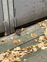  Ratte Gehweg vor dem Haus 1F vom *2025-08-20 15:28:31