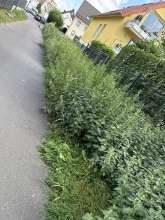 Bild zu gemeldetem Anliegen vom *2025-08-17 09:33:57