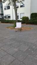 Bild zu gemeldetem Anliegen vom *2025-09-03 06:35:21