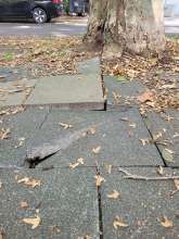 Bild zu gemeldetem Anliegen vom *2025-09-14 15:28:23