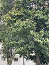 Bild zu gemeldetem Anliegen vom *2025-09-04 13:48:48