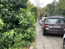 Bild zu gemeldetem Anliegen vom *2025-09-04 12:31:09