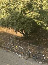 Bild zu gemeldetem Anliegen vom *2025-09-07 15:27:36
