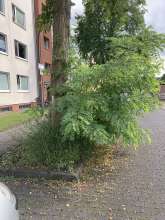 Bild zu gemeldetem Anliegen vom *2025-09-02 06:32:34