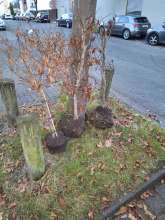 Pflanzen im Ballen vor Hausnummer 1-3 unter dem Baum auf dem Gehweg 