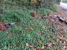 Bild zu gemeldetem Anliegen vom *2025-10-28 10:22:28