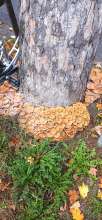 Bild zu gemeldetem Anliegen vom *2025-10-20 09:33:51