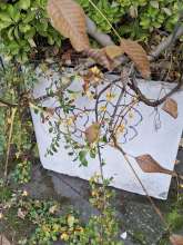 Bild zu gemeldetem Anliegen vom *2025-10-31 09:28:41