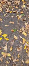 Bild zu gemeldetem Anliegen vom *2025-10-23 19:28:15