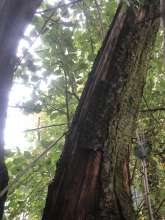 Bild zu gemeldetem Anliegen vom *2025-10-29 06:32:14