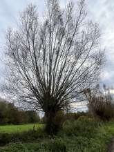 Bild zu gemeldetem Anliegen vom *2025-10-31 12:27:30