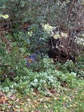 Bild zu gemeldetem Anliegen vom *2025-10-28 09:33:57