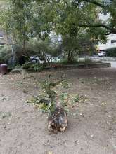 Bild zu gemeldetem Anliegen vom *2025-10-26 09:33:41