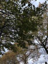 Bild zu gemeldetem Anliegen vom *2025-10-28 12:27:25