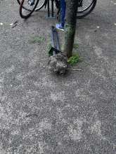 Bild zu gemeldetem Anliegen vom *2025-10-28 13:57:37