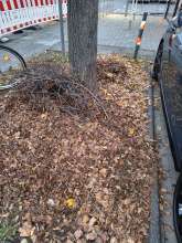 Laub & Geäst unter Baum vor Kiosk Frankfurter Str. 462
