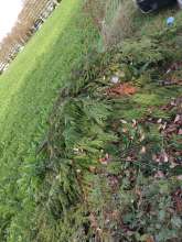 Bild zu gemeldetem Anliegen vom *2025-11-16 11:38:53