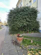 Bild zu gemeldetem Anliegen vom *2025-11-05 14:39:30