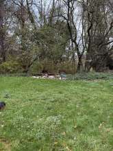 Bild zu gemeldetem Anliegen vom *2025-11-18 16:16:19