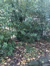 Bild zu gemeldetem Anliegen vom *2025-11-04 12:27:53