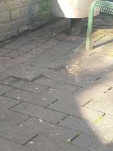 Bild zu gemeldetem Anliegen vom *2025-12-12 11:04:34