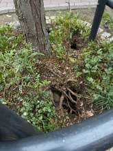 Bild zu gemeldetem Anliegen vom *2025-12-23 12:28:54