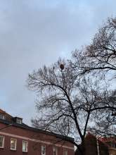 Asiatisches Hornissen Nest Bild zu gemeldetem Anliegen vom *2025-12-05 15:31:24