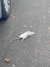 Bild zu gemeldetem Anliegen vom *2025-12-09 12:30:18