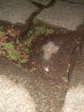 Bild zu gemeldetem Anliegen vom *2026-01-16 06:33:41